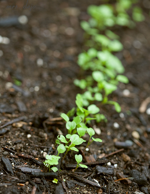 (Oct 03 2014 09-15 PM)Canon Canon EOS 5D Mark II(5616x3744)