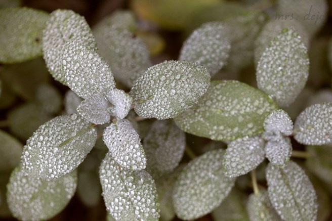 (Oct 03 2014 09-16 PM)Canon Canon EOS 5D Mark II(5616x3744)