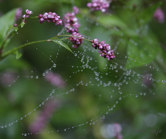 T1-(Oct 03 2014 09-19 PM)Canon Canon EOS 5D Mark II(5616x3744)