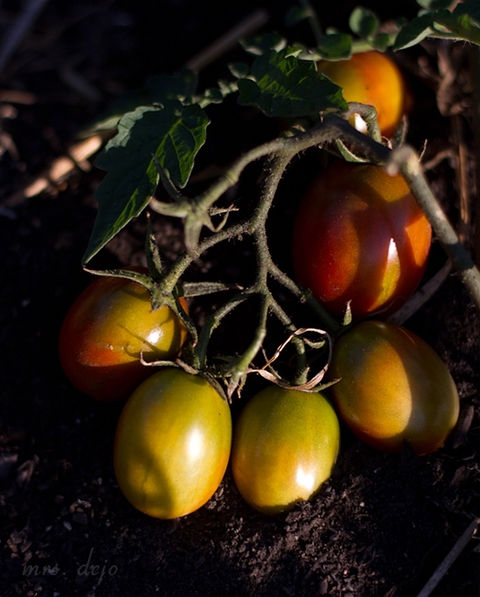 (Sep 20 2015 08-20 AM)Canon Canon EOS 7D(5184x3456)