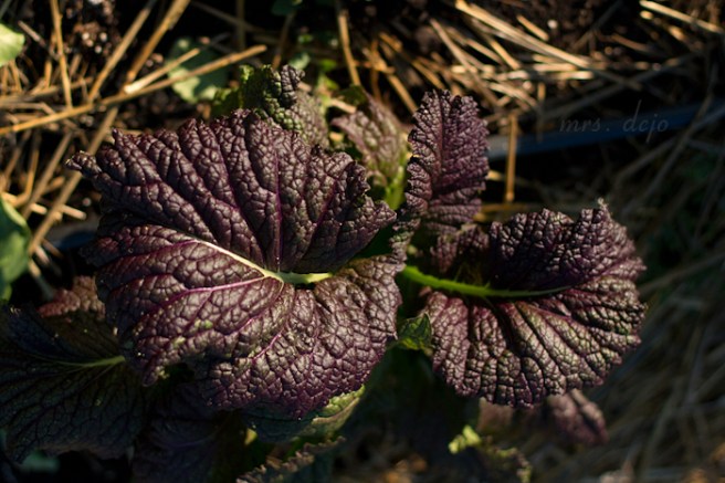 (Sep 20 2015 08-23 AM)Canon Canon EOS 7D(5184x3456)