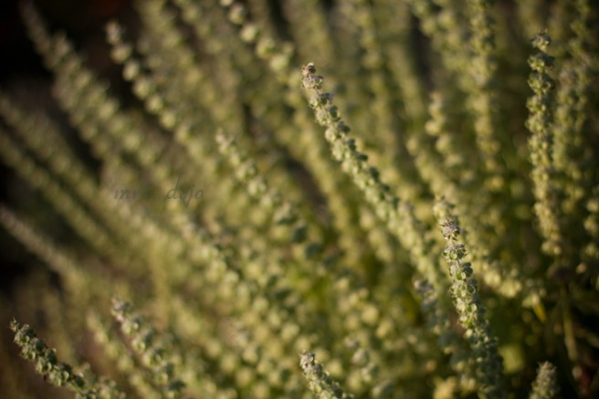 (Sep 20 2015 08-38 AM)Canon Canon EOS 7D(5184x3456)