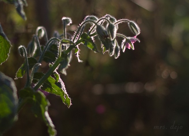 (Sep 20 2015 08-39 AM)Canon Canon EOS 7D(5184x3456)